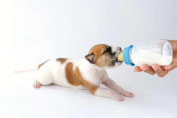 Каким кормом кормить щенка 🐶 - ProPlan.ru